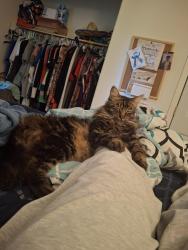 Lost Male Cat last seen Rio Linda or May, Sacramento, CA 95838