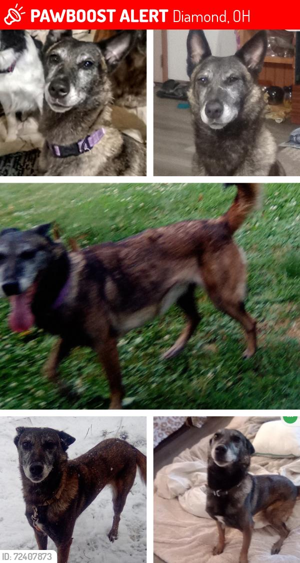 Lost Female Dog last seen Near OH-225, Diamond, OH 44412, Diamond, OH 44412