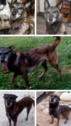 Lost Female Dog last seen Near OH-225, Diamond, OH 44412, Diamond, OH 44412