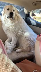 Reunited Male Dog last seen Mountain road, Glen Allen, VA 23060