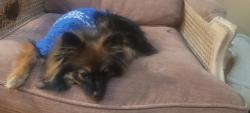 Lost Male Dog last seen Ida place and Thompson ave, Chatsworth, CA 91311