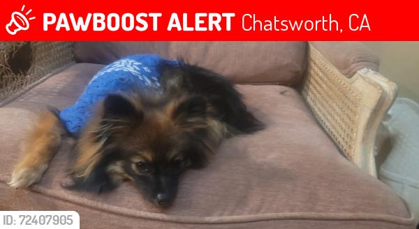 Lost Male Dog last seen Ida place and Thompson ave, Chatsworth, CA 91311