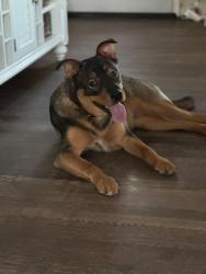 Reunited Male Dog last seen Near woodman rd, Glen Allen, VA 23060
