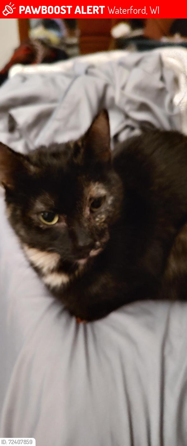 Lost Female Cat last seen Jacobs Rd and Doverline Rd Town of Norway, Waterford, WI 53185