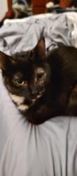 Lost Female Cat last seen Jacobs Rd and Doverline Rd Town of Norway, Waterford, WI 53185