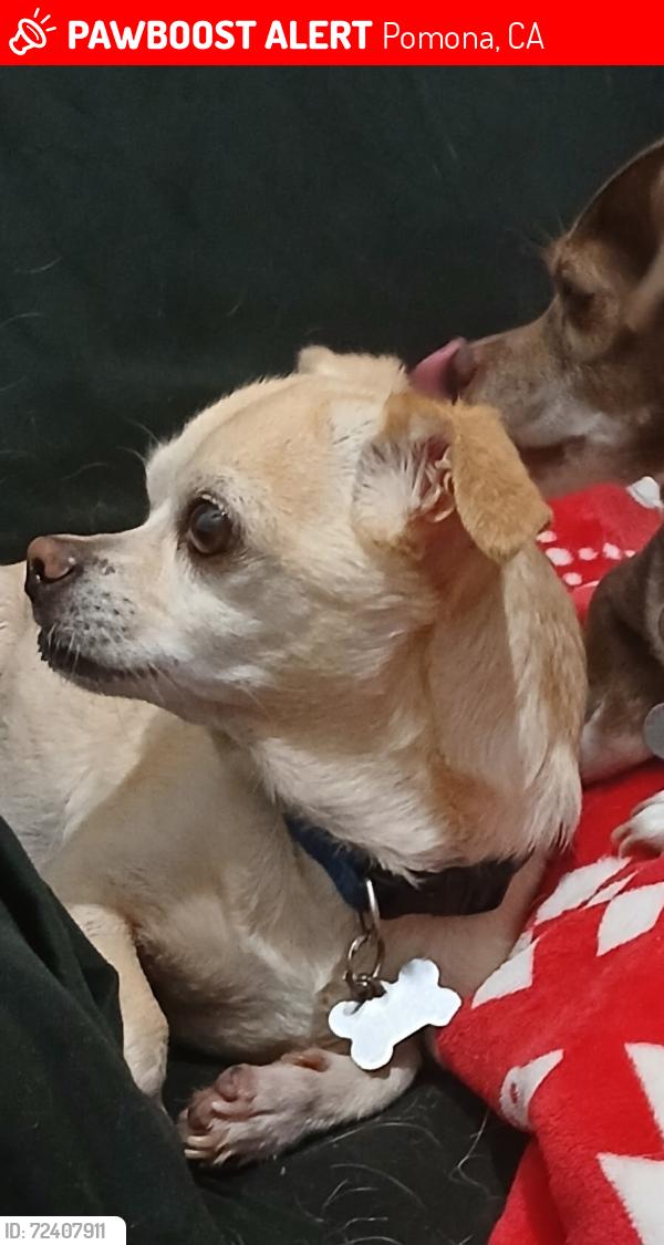 Lost Male Dog last seen Garey Ave, Pomona, CA 91767