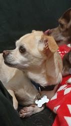 Lost Male Dog last seen Garey Ave, Pomona, CA 91767