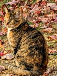 Lost Female Cat last seen Turtle Creek Rd, Riverview, NB 