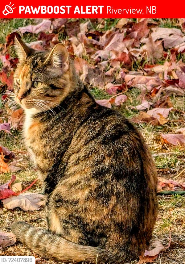 Lost Female Cat last seen Turtle Creek Rd, Riverview, NB 