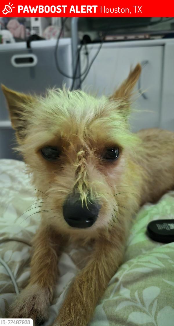 Lost Female Dog last seen Boling st, Houston, TX 77092