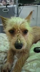 Lost Female Dog last seen Boling st, Houston, TX 77092