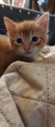 Lost Male Cat last seen Jacobs Rd and Doverline Rd Town of Norway, Waterford, WI 53185