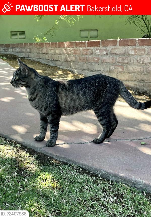 Lost Female Cat last seen Between Burton Way & Locust Ravine, Bakersfield, CA 93306