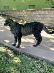 Lost Female Cat last seen Between Burton Way & Locust Ravine, Bakersfield, CA 93306
