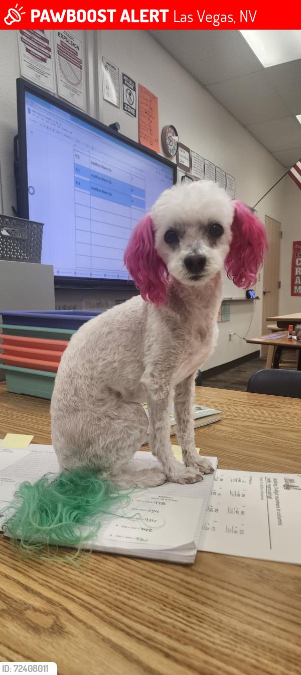 Lost Female Dog last seen Kyle canyon by trilogy s, Las Vegas, NV 89143