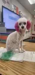 Lost Female Dog last seen Kyle canyon by trilogy s, Las Vegas, NV 89143