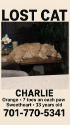 Lost Male Cat last seen Mission Royale, Casa Grande, AZ 85122