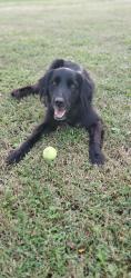 Lost Male Dog last seen Old Hwy 68 in Siloam Springs, AR, Siloam Springs, AR 72761