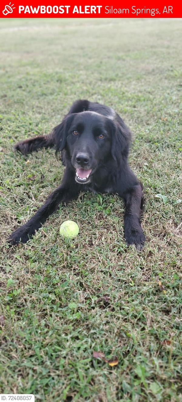Lost Male Dog last seen Old Hwy 68 in Siloam Springs, AR, Siloam Springs, AR 72761
