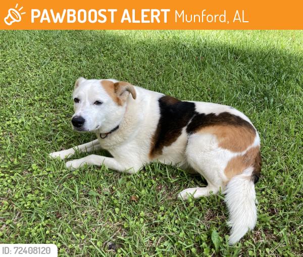 Found/Stray Male Dog last seen Macintosh Road, Munford, AL 36268