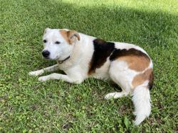 Found/Stray Male Dog last seen Macintosh Road, Munford, AL 36268