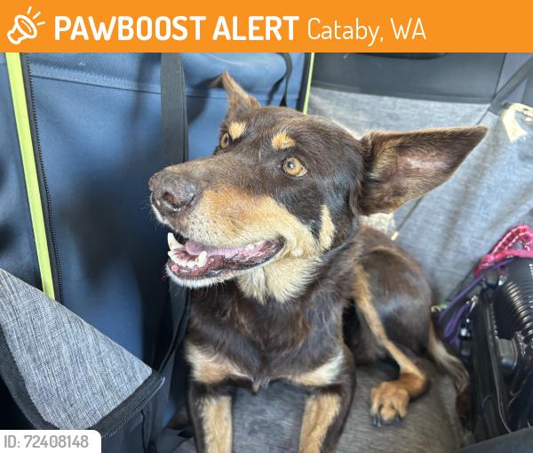 Found/Stray Female Dog last seen South Cataby roadhouse , Cataby, WA 6507