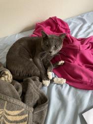 Lost Male Cat last seen Near Joli Ann Leichtag Elementary, San Marcos, CA 92078