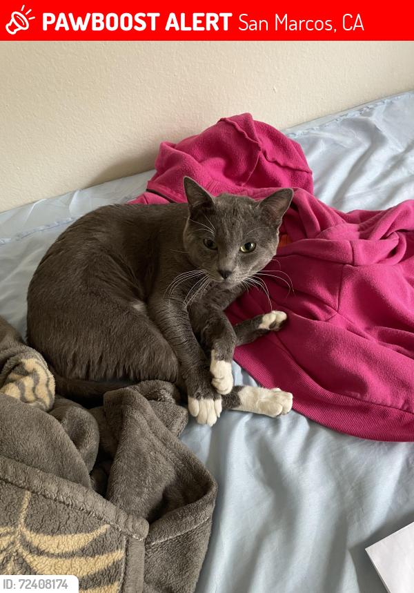 Lost Male Cat last seen Near Joli Ann Leichtag Elementary, San Marcos, CA 92078