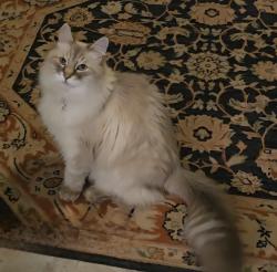 Lost Male Cat last seen Purgatory , Mont Vernon, NH 03057