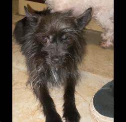 Lost Female Dog last seen The Palmdale Aerospace Academy, Palmdale, CA 93550