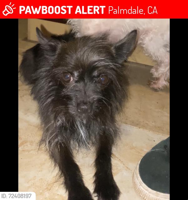 Lost Female Dog last seen The Palmdale Aerospace Academy, Palmdale, CA 93550
