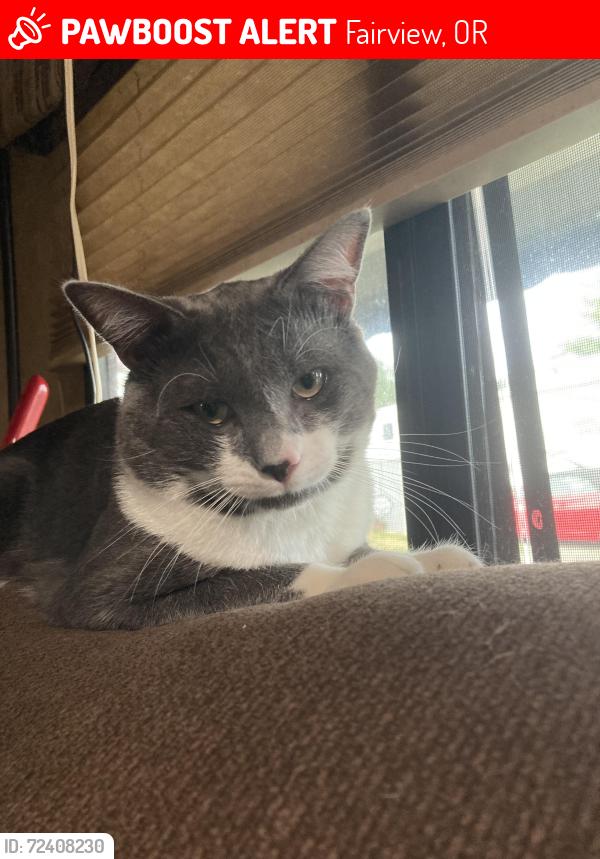 Lost Male Cat last seen Last seen at rolling hills mobile park , Fairview, OR 97024