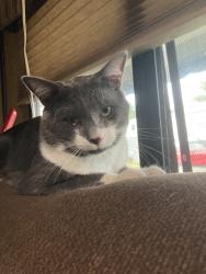 Lost Male Cat last seen Last seen at rolling hills mobile park , Fairview, OR 97024