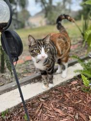 Lost Female Cat last seen Orlando speed world , Orlando, FL 32820