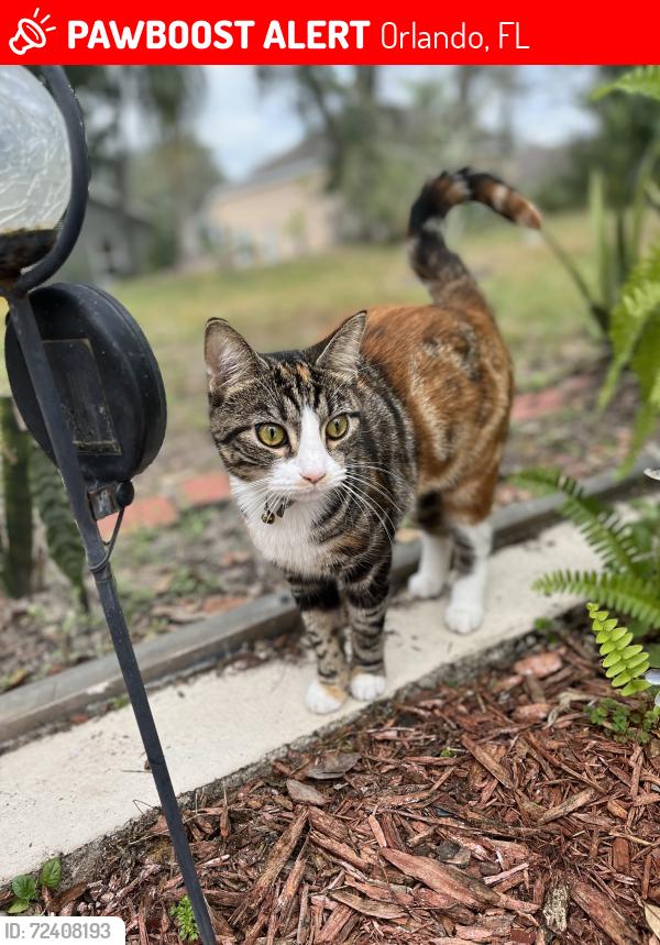 Lost Female Cat last seen Orlando speed world , Orlando, FL 32820
