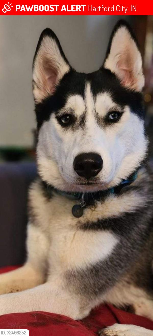 Lost Female Dog last seen Near South Spring Street Hartford City indiana 47348, Hartford City, IN 47348