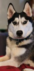 Lost Female Dog last seen Near South Spring Street Hartford City indiana 47348, Hartford City, IN 47348