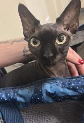 Lost Female Cat last seen W Kensington Rd and W Echo Park Terrace, Los Angeles, CA 90026