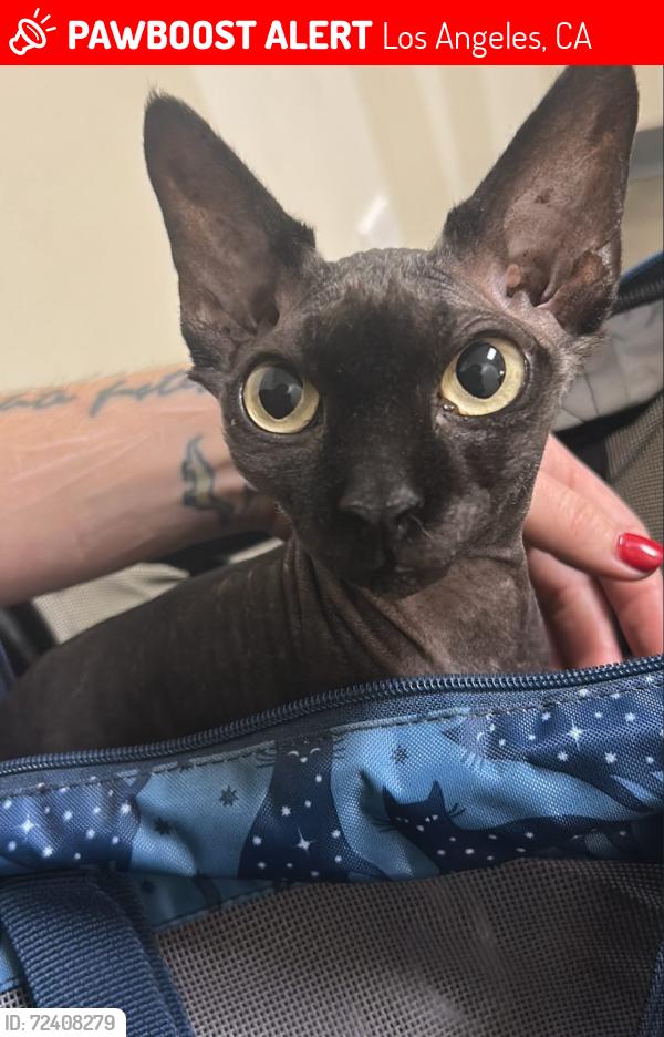 Lost Female Cat last seen W Kensington Rd and W Echo Park Terrace, Los Angeles, CA 90026