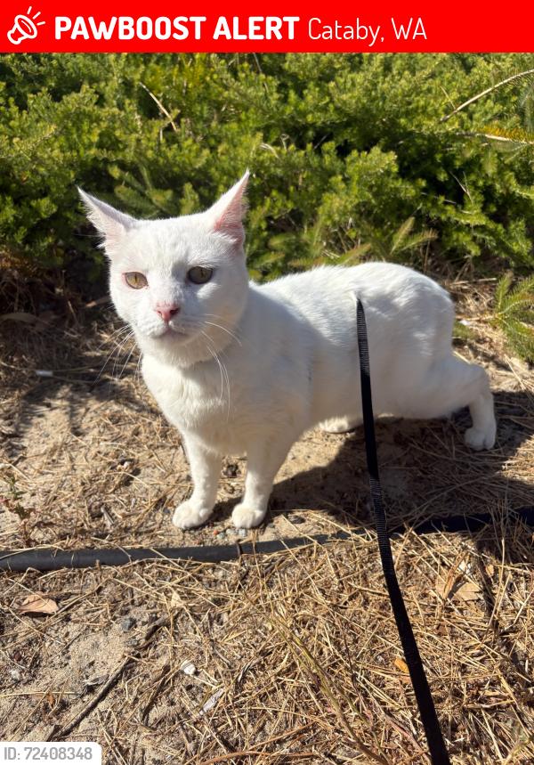 Lost Male Cat last seen Near Brand Hwy, Cataby WA 6507, Cataby, WA 6507