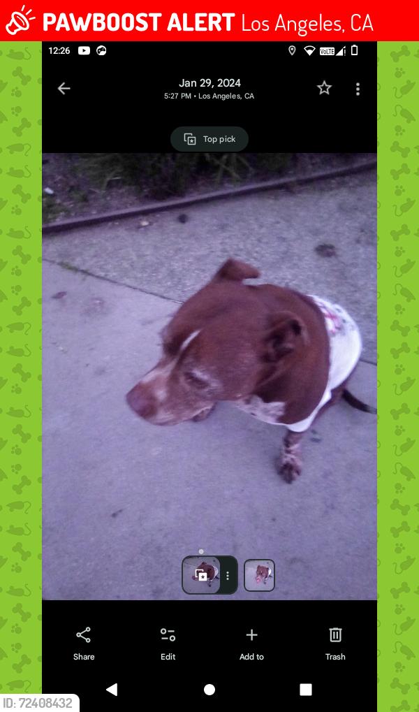 Lost Female Dog last seen Grand hotel , Los Angeles, CA 90017
