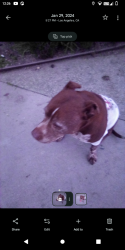Lost Female Dog last seen Grand hotel , Los Angeles, CA 90017