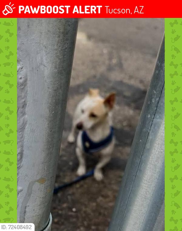 Lost Male Dog last seen Circle k la cholla and ruthruff , Tucson, AZ 85706