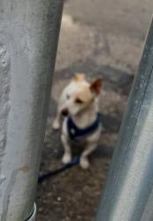 Lost Male Dog last seen Circle k la cholla and ruthruff , Tucson, AZ 85706