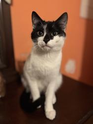 Lost Male Cat last seen Mountainbrook drive/ Linwood rd, Gastonia, NC 28052