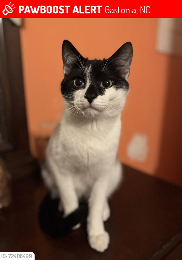 Lost Male Cat last seen Mountainbrook drive/ Linwood rd, Gastonia, NC 28052