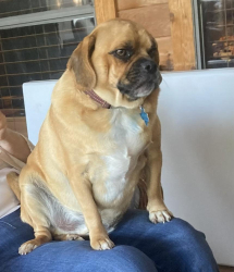 Lost Male Dog last seen Near Oak Bend Drive off Hwy 19, Huntsville, TX 77320