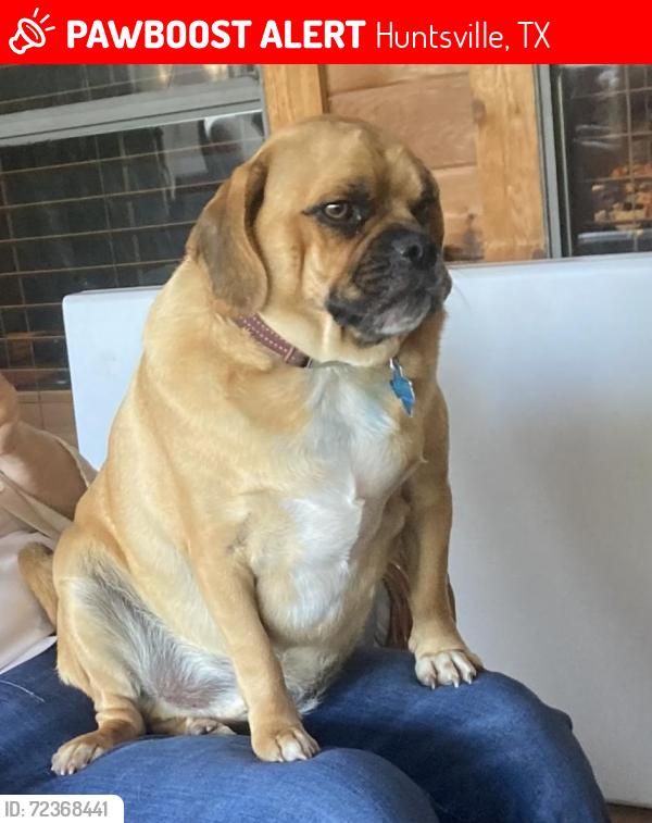 Lost Male Dog last seen Near Oak Bend Drive off Hwy 19, Huntsville, TX 77320
