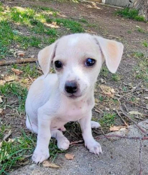Lost Female Dog last seen Near block of Lulu Ave., Tropicana Ave & University Center Dr, Paradise, NV 89119