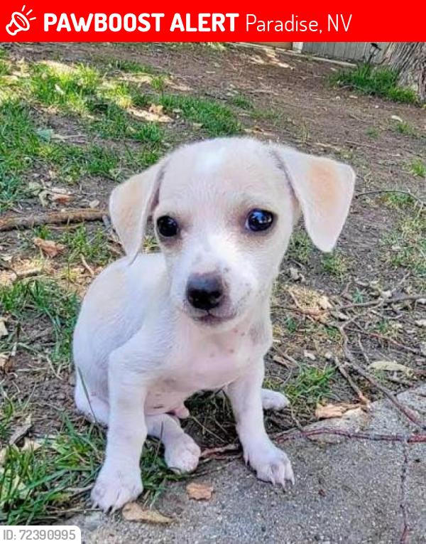 Lost Female Dog last seen Near block of Lulu Ave., Tropicana Ave & University Center Dr, Paradise, NV 89119